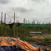 For Sale - Orkid Farm @ Banfoo ( Beside Desaru Highway)