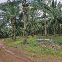 Johor Segamat Freehold Oil Palm Plantation For sale 