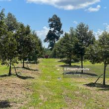 212 acres Musang King orchard 