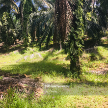 For Sale agriculture land 