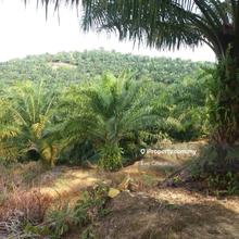 Ladang Sawit Palm Oil Kota Kinabalu Sabah