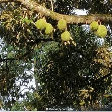 Kuala lipis Pahang 7 acres freehold Durian Farm for sale 