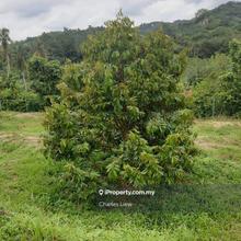 Durian farm in Tampin For Sale
