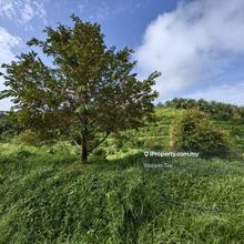 19 Acres Freehold Land Durian Benta Sega Raub