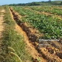 Freehold Agricultural Land Near Bukit Katil For Sale 