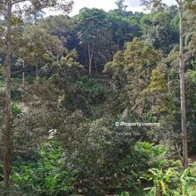 16.65 Acres Hilly Farm with Agarwood Bukit Relau Balik Pulau