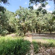 5.2 Acres Durian Farm Zoning Medium Industrial Land @ Pontian, Johor