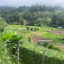 Prime Agriculture land for sale @Bukit Tinggi