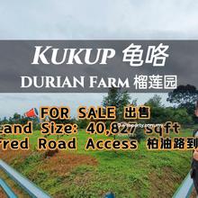Kukup Durian Farm For Sale 
