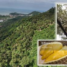 PENANG Durian Farm (Teluk Kumbar) 53.11 acres with 1243 Durian Trees