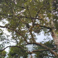 Proton City Durian Land For Sale 