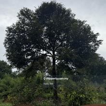 Durian Orchard Farm @ Kuala Kangsar for Sale