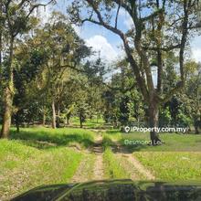 Simpang Renggam Durian orchard for sale