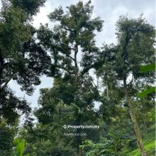 Junjong Durian Orchard For Sale