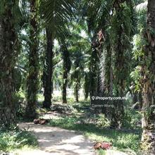 Agriculture Land at Air Mawang, Johol, Oil Palm Tree