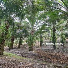 13.6 ac Karak Cinta Manis Oil Palm Land For Sales , Karak