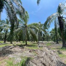 3.5 Acres Agriculture Land For Sale In Siputeh (Perak)