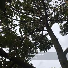 Durian Land 