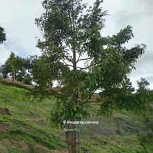 Tras Durian Farm for sale