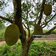 100 acres Lanchang Psk Land & Nangka Business For Sale