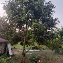 4 Acres Raub Durian Orchard for Sale