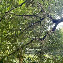 Titi Luxury Durian Farm 15 Acres