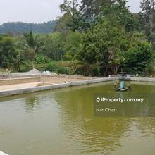 Durian orchard park land for sell at bentong