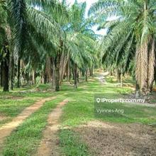 Agricultural Land in Penang,Tasek Gelugor For Sale