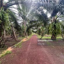 Pendang Besides Road Agriculture Land For Sale