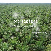 Oil palm land for sale 