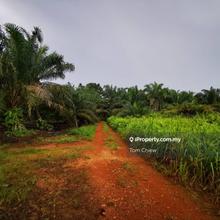 Pekan Nanas Agricultural Land 5.24 Acres