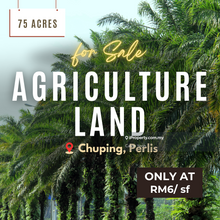 Agriculture Land for Sale Chuping Perlis near Padang Besar Rm6/sf