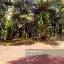 Palm Oil Plantation @ Chaah, Segamat for Sale