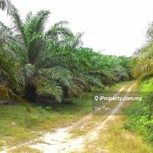 Oil Palm Plantation @ Marang For Sale