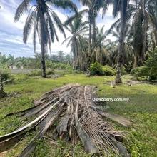 Kluang palm oil agriculture land for sale