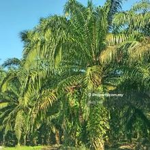 Palm Oil Plantation @ Bukit Teh for Sale