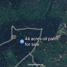 Oil Palm Plantation