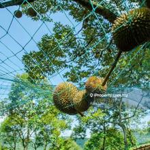33 Acres of Agricultural Land Seremban Palm Oil Durian Farm Tree