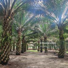 Kluang Agriculture Land