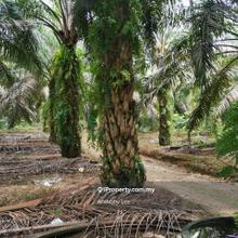 7 arces freehold palm oil agriculture land Kalumpang Kuala Kubu Bharu