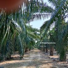 Palm Oil Plantation @ Kuala Rompin, Pahang for Sale