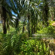 320 Acres Agriculture Main Road Frontage Penjom Kuala Lipis