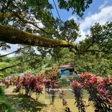 5.13 Acres Bentong Durian Orchard For Sale 