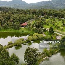 Well-Maintained Premium Durian Orchard for Sale