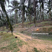 Freehold and Leasehold Oil Palm Land for Sale