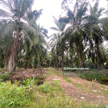 Telok Gong Agriculture Land for Sale