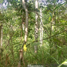 For Sale Rubber Plantation Land