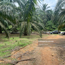 Agricultural land with 8yrs palm trees