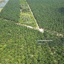 Semeling Thye Eng Tanah Pokok Sawit Untuk Jual Free Hold Rm 4
