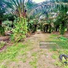 Kukup Agriculture land for Sale